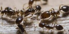 كثرة النمل في البيت ابن باز