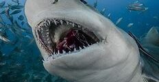 كم عدد اسنان القرش